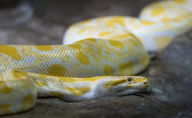 Why Scientists Want You To Eat More Pythons - Sakshi