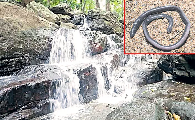 Diarts Snake at Rampachodavaram Falls - Sakshi