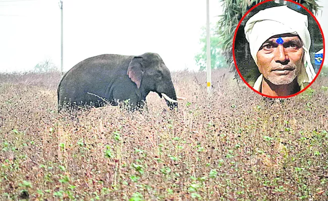 Farmer killed in elephant attack - Sakshi