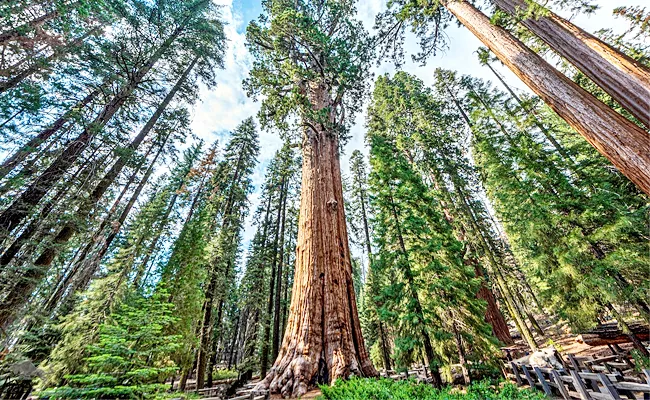 Visiting Tallest Oldest And Largest Trees In Sequoia National Park US - Sakshi