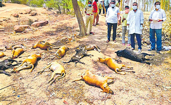 Dogs carcass in moosapet