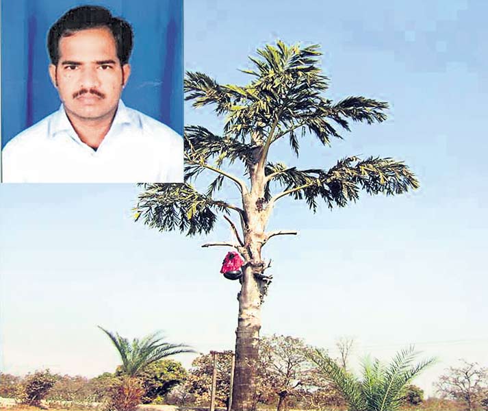జీరిక నీరా, బెల్లం భేష్‌! | Fishtail Palm Tree neera | Sakshi