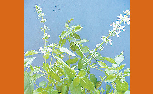 హెల్త్‌ టిప్స్‌ | basil leaves burnt If bathing with water rashes on ...
