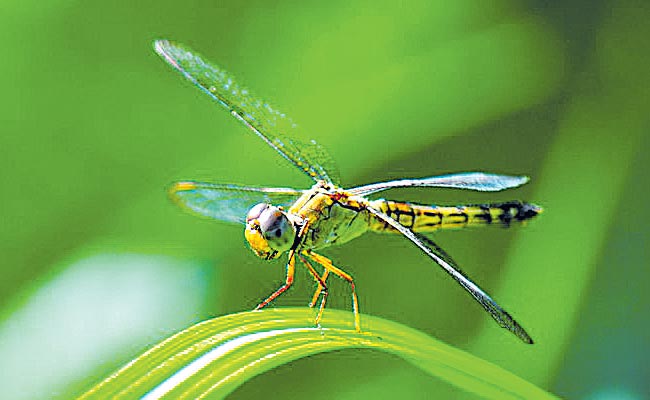 Shingru Insect పురుగును చంపిన మనిషి! | The worms weight is 17 times higher than the ...
