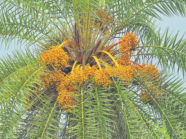పల్లెల్లో ఈతవనాలకు పెద్దపీట | 3000 to 6 thousand Silver date palm ...