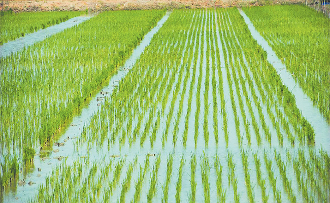Good Rice Crop వరి వెద సాగు.. బాగు బాగు..! | Different Rice Crops For Easy Profits ...