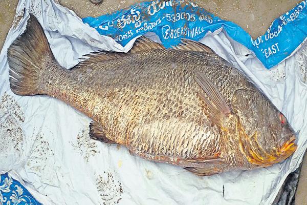 కాసుల కచ్చిడి | 30 kg of kachchidi fish found On the coast of Kakinada ...