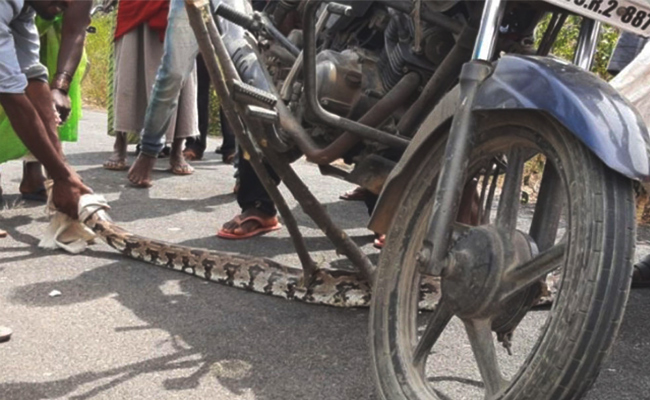 కొండచిలువ కలకలం | Python Snake in Two Wheeler Karnataka | Sakshi