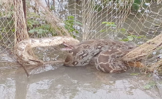 చేపల వలలో భారీ కొండ చిలువ | Python Found Trapped In Fishing Net | Sakshi