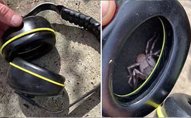 Spider In Headset హెడ్ ఫోన్లు వాడుతున్నారా? బీ కేర్ఫుల్ | Video Of A Big Spider Inside ...