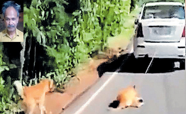 పెద్దాయన క్రూరత్వం, నెటిజన్ల మండిపాటు | Dog Tied To Car Dragged On Road ...
