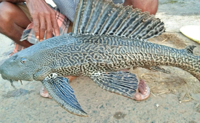Shivan Fish వలకు చిక్కిన సక్కర్ మౌత్ క్యాట్ ఫిష్ | Devil Fish Spotted In East ...
