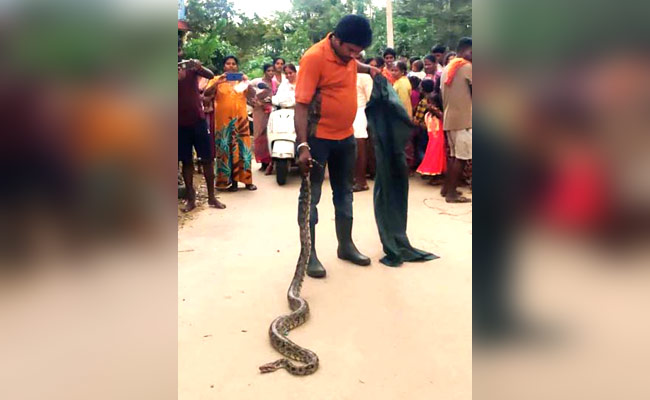 ఇంట్లో మకాం వేసిన కొండచిలువ.. ఇంటి యజమానిని చూసి.. | Python Snake ...