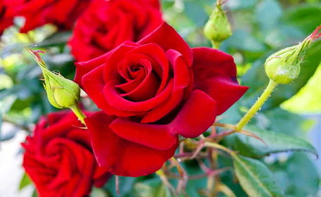 Reshone Roses మీ గార్డెన్లో గులాబీలు విరగ బూయాలంటే? | How to use Banana peel ...