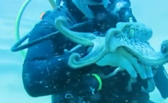 Octopus Video Scuba Diver Playing With Octopus Under Sea Video Gone Viral - Sakshi