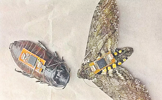 మీకు సైబోర్గ్‌ అంటే తెలుసా? | Half Insect Half Machine Japan Scientists ...