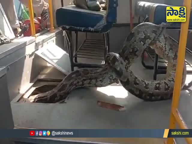 Viral Video: బస్సులో భారీ కొండచిలువ | Big Python In School Bus Video ...