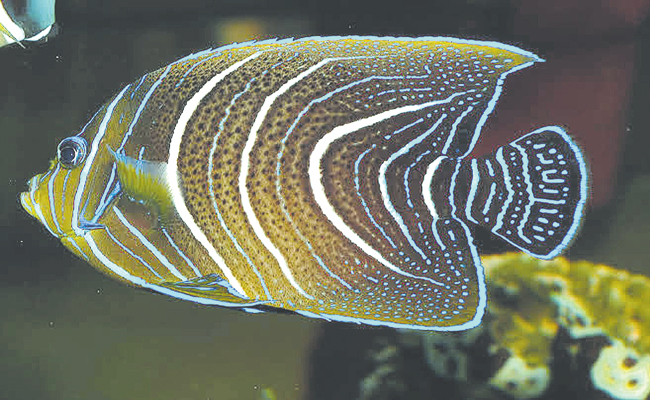 సోయగాల చేపలతో సిరులు | Huge Income For Colorful Fishes Andhra Pradesh ...