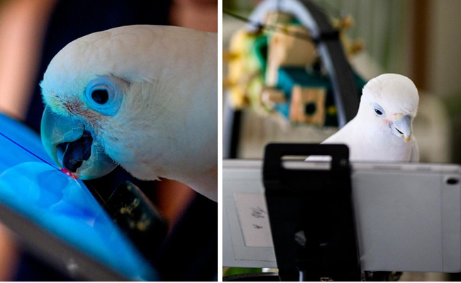 View of Parrots Learn To Video-Call Each Other To Improve Socialization - Sakshi