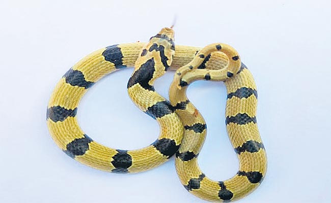 Common Kukri Snake Found Near Jadcherla - Sakshi