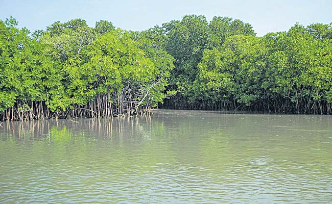 తీరానికి మరింత రక్షణ | Area of mangroves grown in the state | Sakshi
