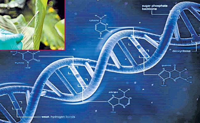 ఆకులపై జంతువుల డీఎన్‌ఏ | Animal DNA on leaves | Sakshi