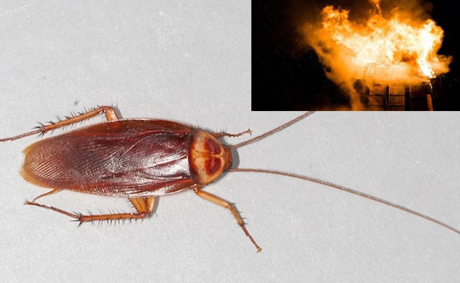 Fire Cockroach బొద్దింకను చంపబోయి.. ఏకంగా ఇంటినే తగలబెట్టాడు | Man In Japan Burns Own ...