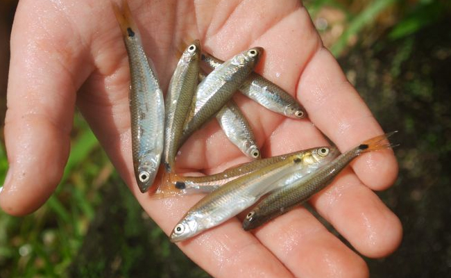 మాగాణుల్లో మిథేన్‌కు చిరు చేపలతో చెక్‌! | Fish in the Fields Reduces ...