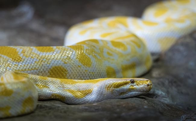 Why Is Python Endangered కొండచిలువలు తినడం మంచిదంటున్న శాస్త్రవేత్తలు! | Why Scientists Want You ...