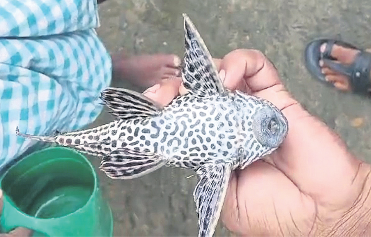 Devil Fish: ఇటువంటి చేపను మీరెప్పుడైనా చూశారా? | A Strange Fish Found ...