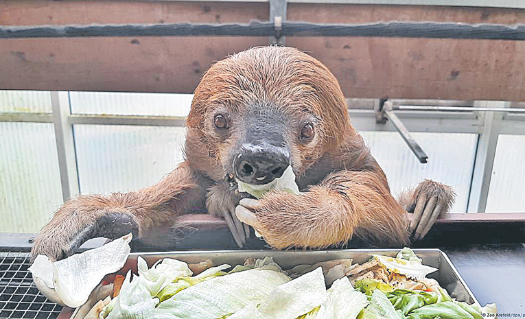 అత్యంత వృద్ధ స్లోత్ మృతి | World's oldest sloth dies in German zoo ...