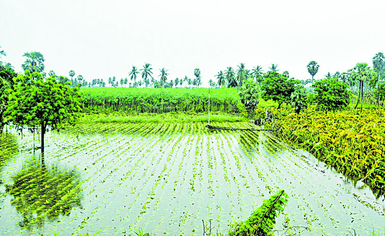 అన్నదాతలకు అపార నష్టం | Heavy rain damages standing crops over 4. 54 ...