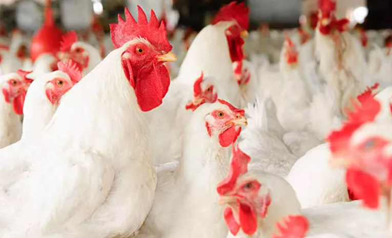 చికెన్‌..చాలా రేటు గురూ! | Chicken prices in Hyderabad | Sakshi