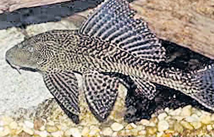 డేంజర్‌ ‘డెవిల్‌’ ఫిష్‌! | he most dangerous devil fish appeared in the ...