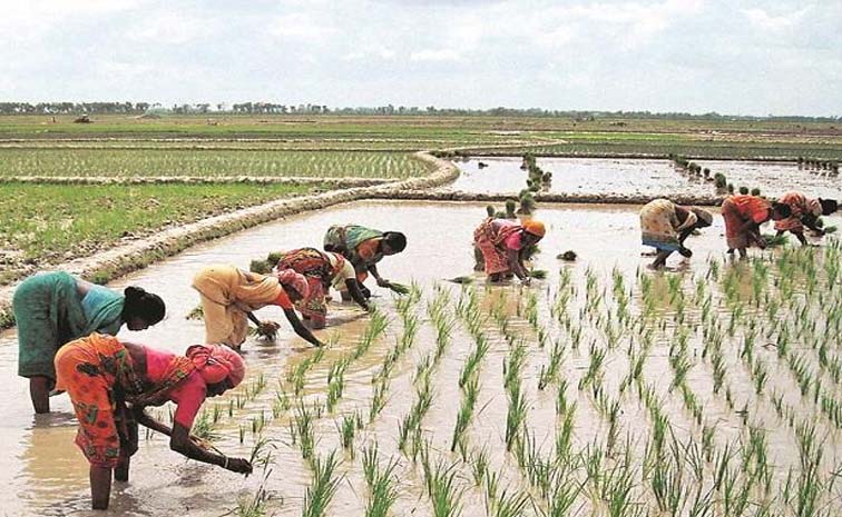 చౌడు పీడ రబీలోనే ఎక్కువ! | Farmers Face Problems In Harvesting Rabi ...