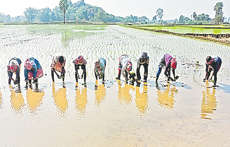 Vari Ka Rice చి‘వరి’కి పొరుగు కూలీలే దిక్కు | Laborers from other states for the ...