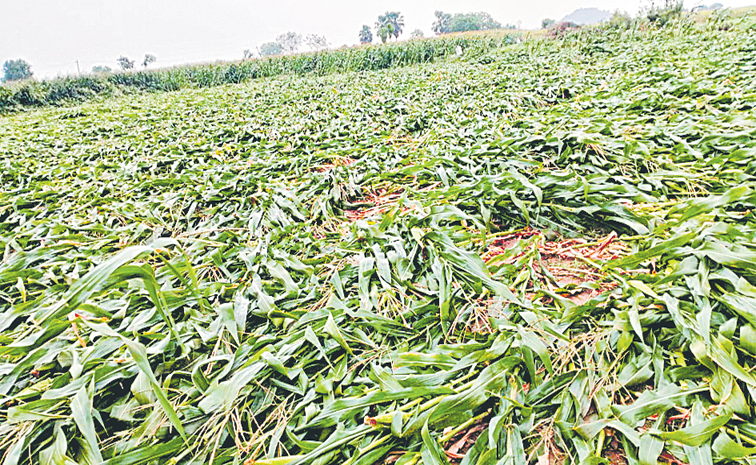 వెన్ను విరిచిన వర్షం | Farmers Worry with Unseasonal rains crop damage ...