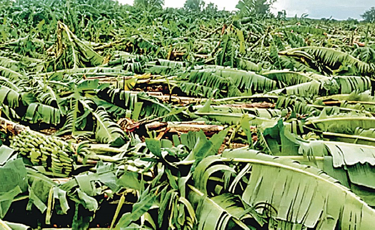 అకాల వర్షాలు, అన్నదాతకు అంతులేని శోకం | Heavy rains Strong winds banana ...