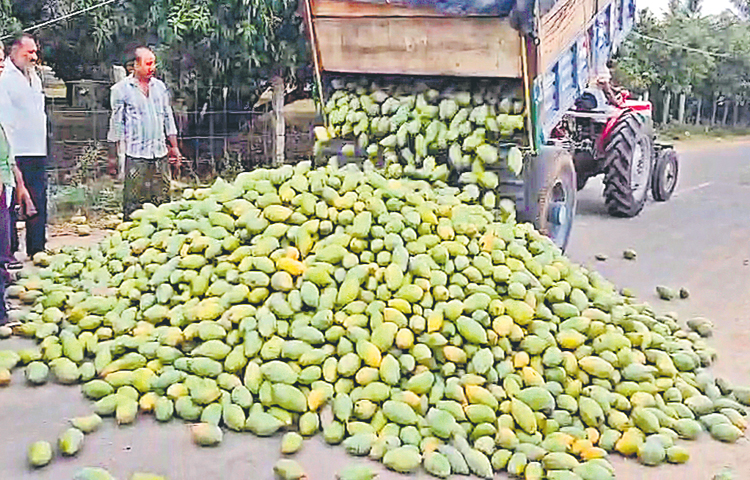 కొనేది లేదు..! మామిడి ‘కోతలే’! | Mango farmers express anger at TDP ...