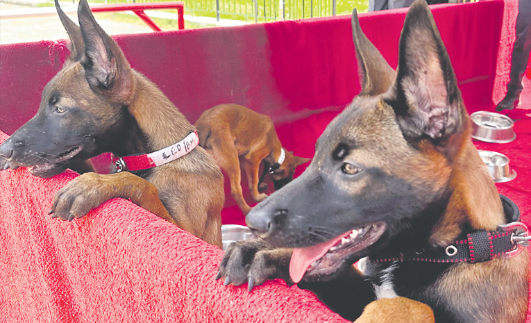 Malanwal సిటీ పోలీసులోకి ‘లాడెన్ జాగిలాలు’ | belgian malinois dogs in hyderabad ...