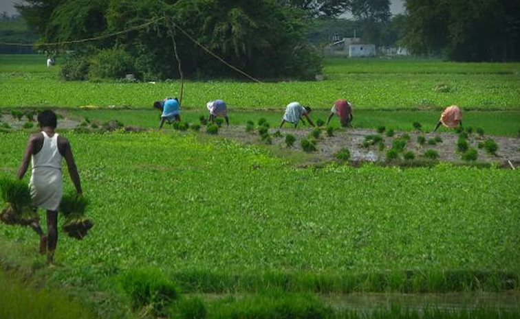 వ్యవసాయ రంగాన్ని కాపాడరా? | have to protect the agricultural sector ...