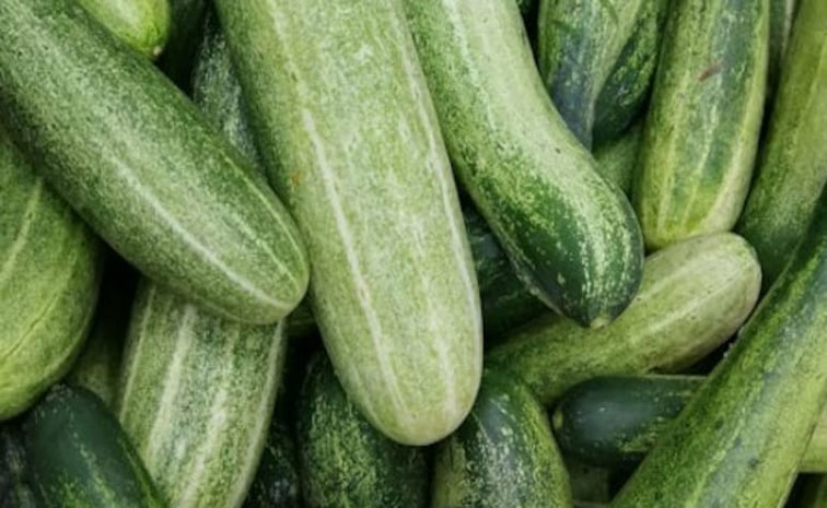రష్యాలో 'దోసకాయల' సెగ.. కిలో ఎంతో తెలుసా? | Prices Of Cucumbers Soar In ...