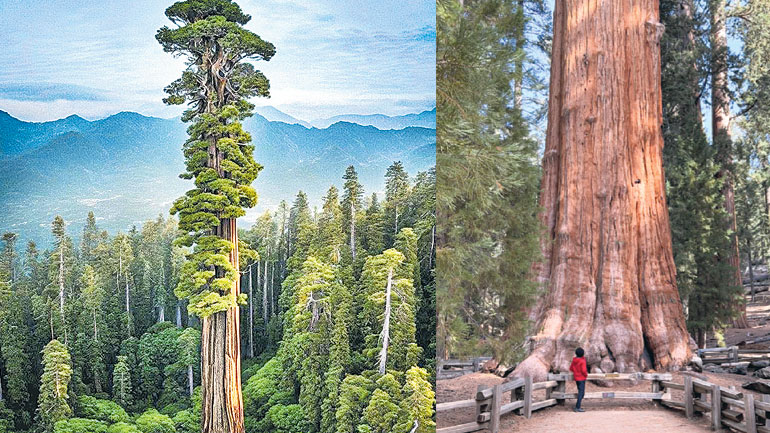 ఈ చెట్టు వయసు 2200 సంవత్సరాలు! | Facts about General Sherman Tree | Sakshi