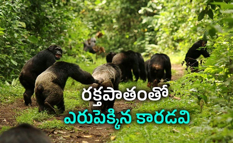 ఇలాంటి ఓ అంతర్యుద్ధం గురించి తెలుసా?