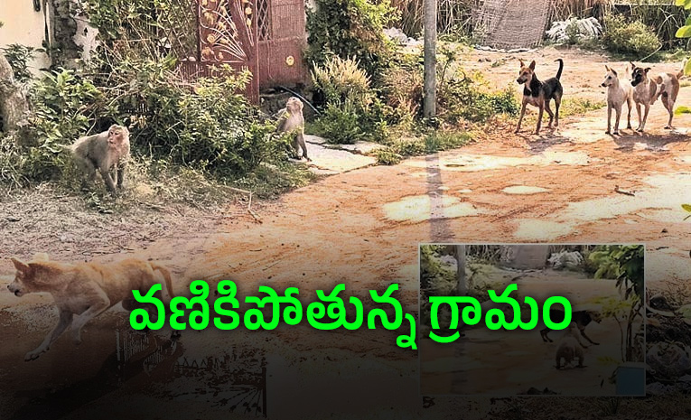 కోతులు వర్సెస్‌ కుక్కలు భీకర ఘర్షణ