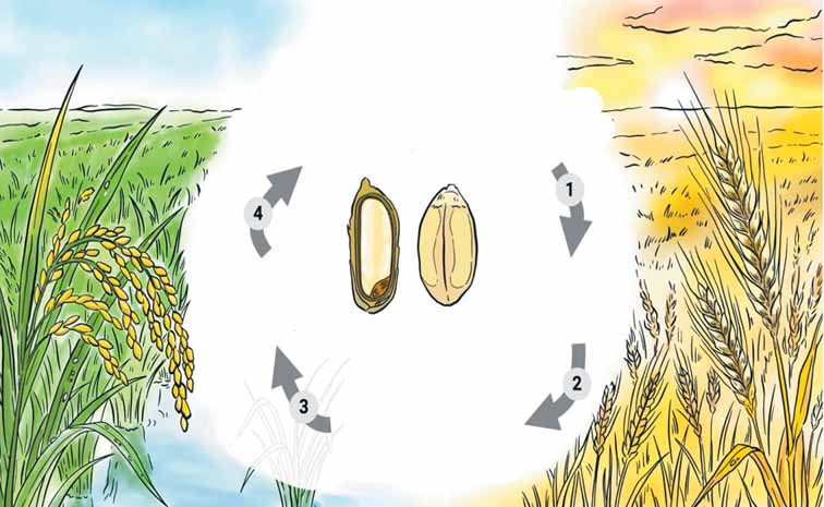 'గింజ' నుంచి మరింత గుంజేలా.. | Latest research by IRRI scientists ...