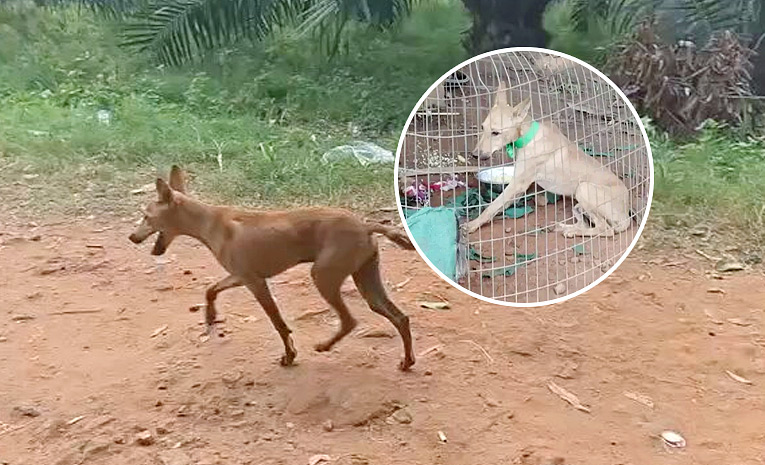 కుక్కకు పోస్టుమార్టం పూర్తి.. ల్యాబ్ నివేదికపై ఉత్కంఠ