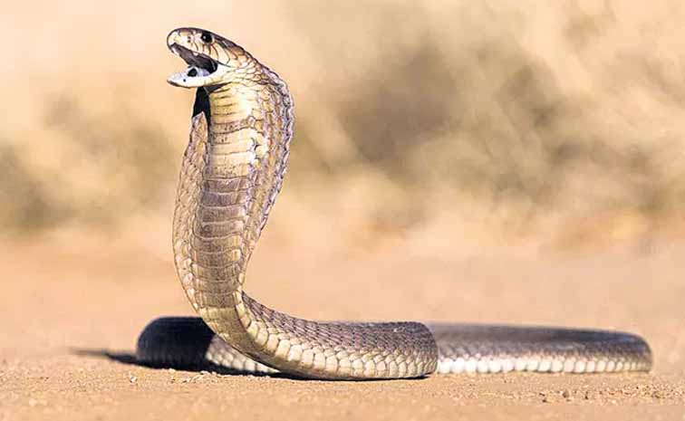 పాముకాటుకు గురైన యువతి మృతి