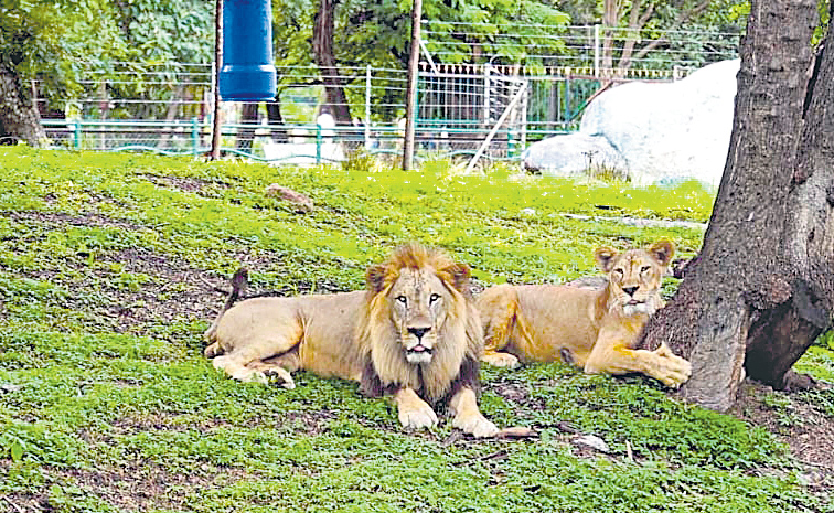 ఈ 'రారాజు'కు ఓ రోజు