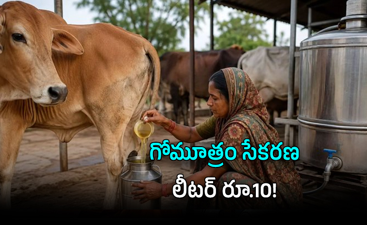 యూపీప్రభుత్వం గోమూత్రం కొనుగోలు యూపీప్రభుత్వం గోమూత్రం కొనుగోలు